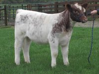 106 heifer a resize.jpg