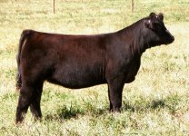 Grizzley X Sunseeker-Chi Angus Heifer internet.jpg