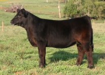 Tag 13 Eye Candy X Maine-Simmental Internet.jpg