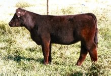 Tag 11-A12 Heat Wave X Meyer 734 Bullet-Proof Heifer taken Sept 26th 2011.jpg