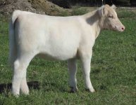 109 heifer resize.jpg