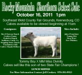 Shorthorn auction ad.jpg