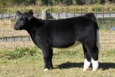 Hairy Bear heifer.jpg