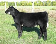 Tag # 36 heifer.JPG