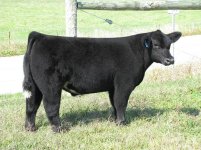 Tag # 39 steer.JPG