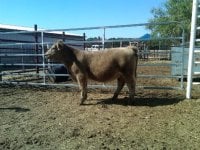#11 Heifer.JPG