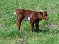 KC Vegas heifer 5-15-08.JPG