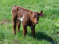 KC Vegas heifer  2  5-15-08.JPG