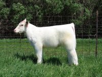 Cherrie x Ace of Diamonds #8 Bull.JPG