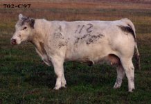 702 Char Cow.jpg