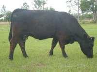 Cows 011a.JPG