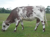Cows 055a.JPG