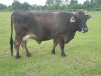 Cows 074a.JPG