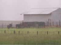 pasture rain.JPG