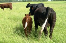 QQ_DV_Heifer.jpg