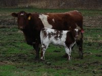 Myrtle Bo and Fancy 4-08.JPG