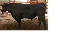 bull resize 1.JPG