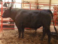 bull resize 2.JPG