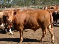 Feedlot%20Steer.jpg
