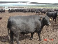feedlot-steer.jpg