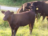 141bootleggerheifer.JPG