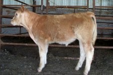 buck cherry steer.jpg