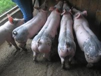 pigs 012.jpg