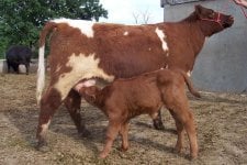 cow calf 1.JPG