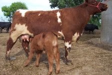 cow calf 2.JPG
