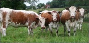 group of heifers.jpg