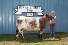 Grand Champion Breeding Heifer  WCF 08.JPG