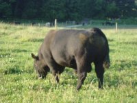 bull pictures 016.jpg