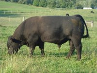 bull pictures 023.jpg