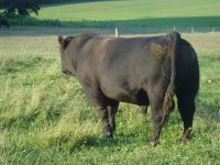 bull pictures 026.jpg