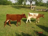 Heifers #2 A.JPG