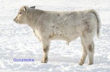 Gunsmoke in Snow.jpg
