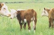 L82 calf resize.JPG