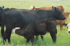 R604 and calf.JPG