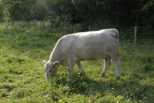 cow pics 024.jpg