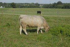 cow pics 026.jpg