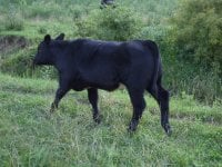 cattle 002.jpg