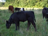 cattle 005.jpg