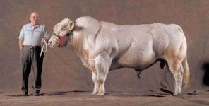 belgian blue bull.jpg