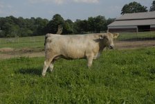 cow pics 032.jpg