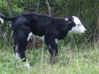 cow pics 001.jpg