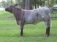 Shorty Heifer 217.jpg
