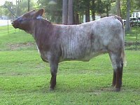 Shorty Heifer 217.jpg