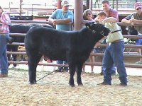 Shorty Heifer 128.jpg