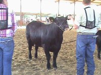 Shorty Heifer 122.jpg