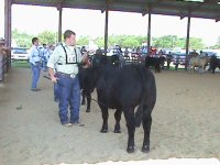 Shorty Heifer 134.jpg